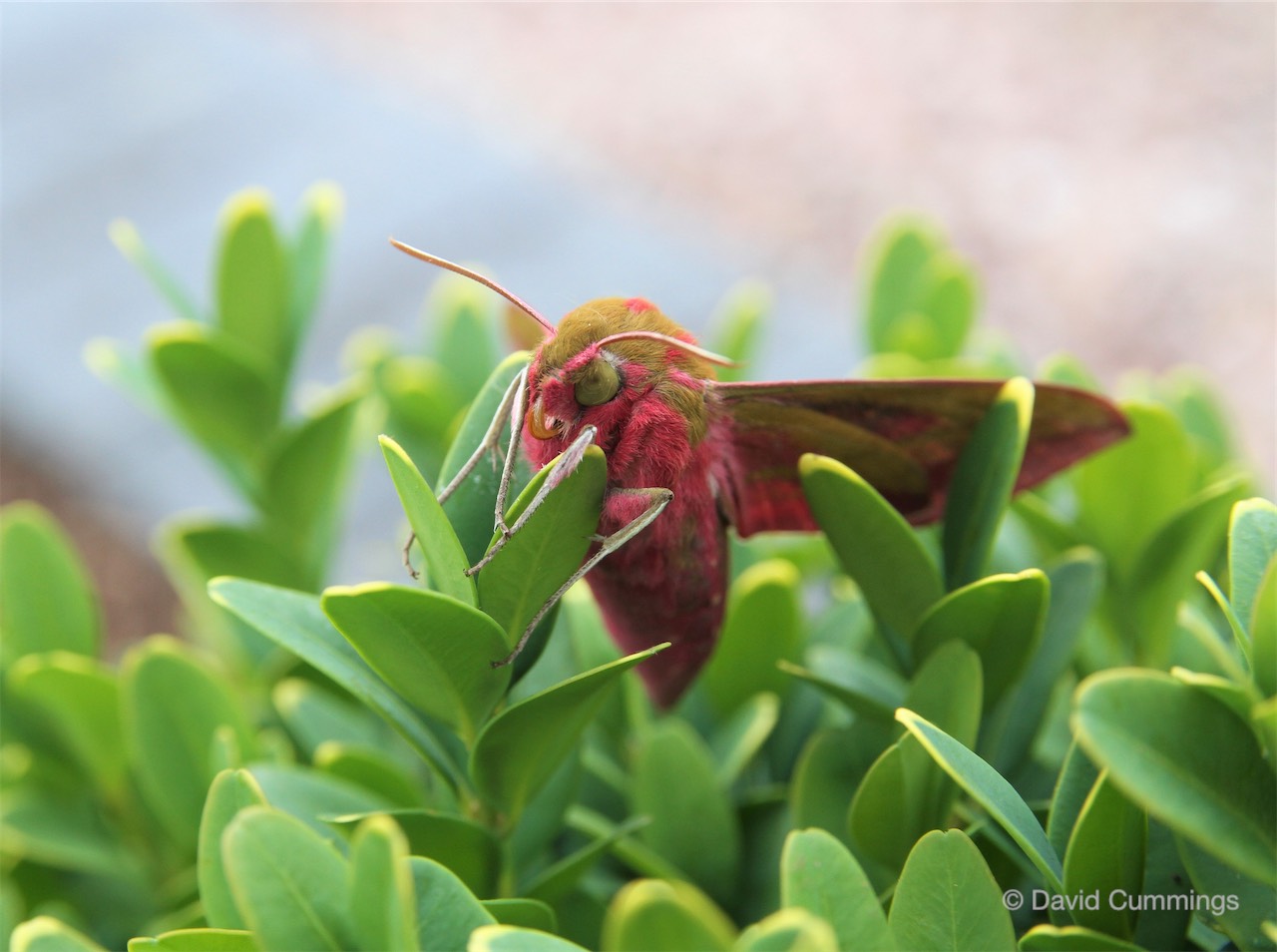  Elephant Hawk Moth 