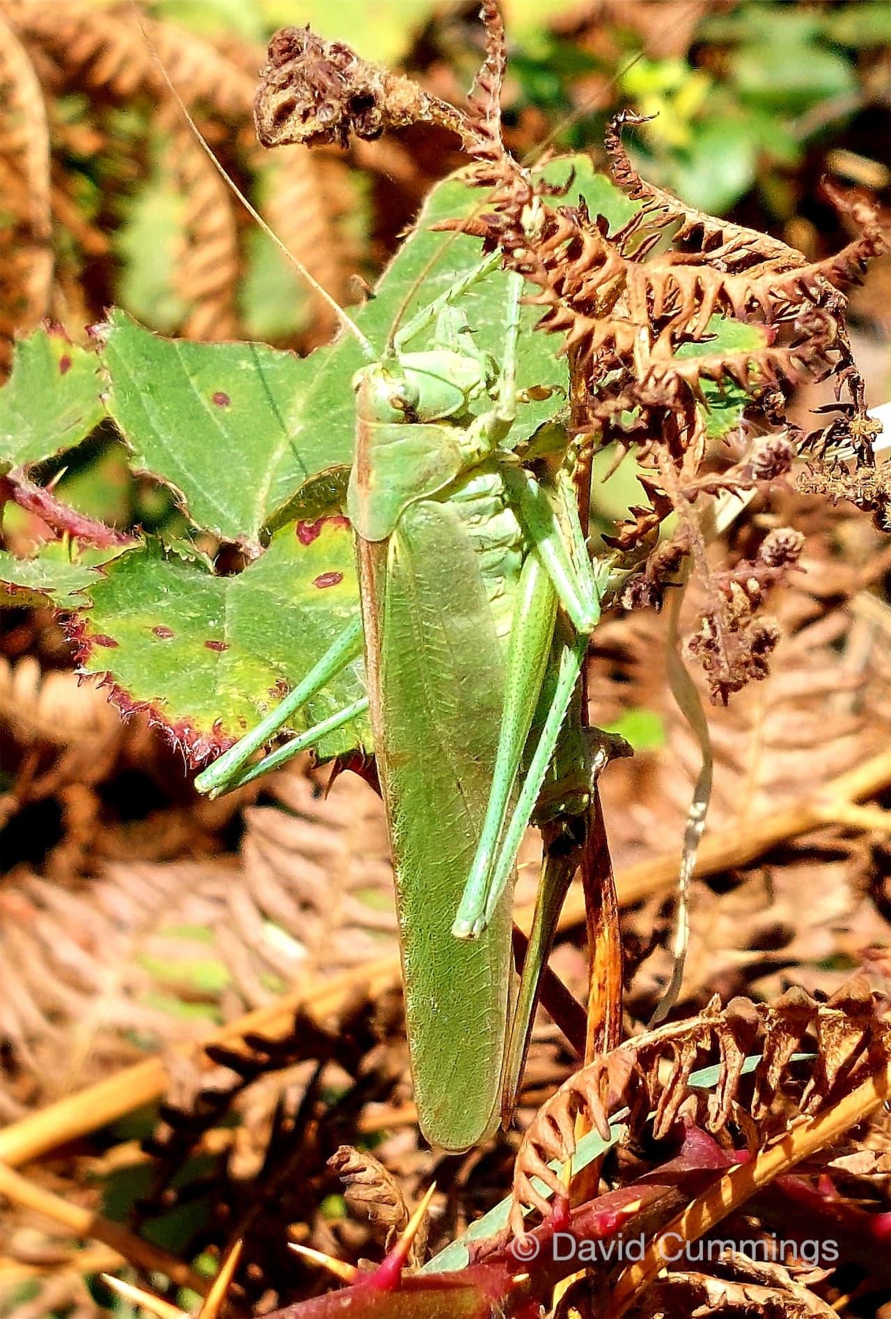  Giant Green Cricket 