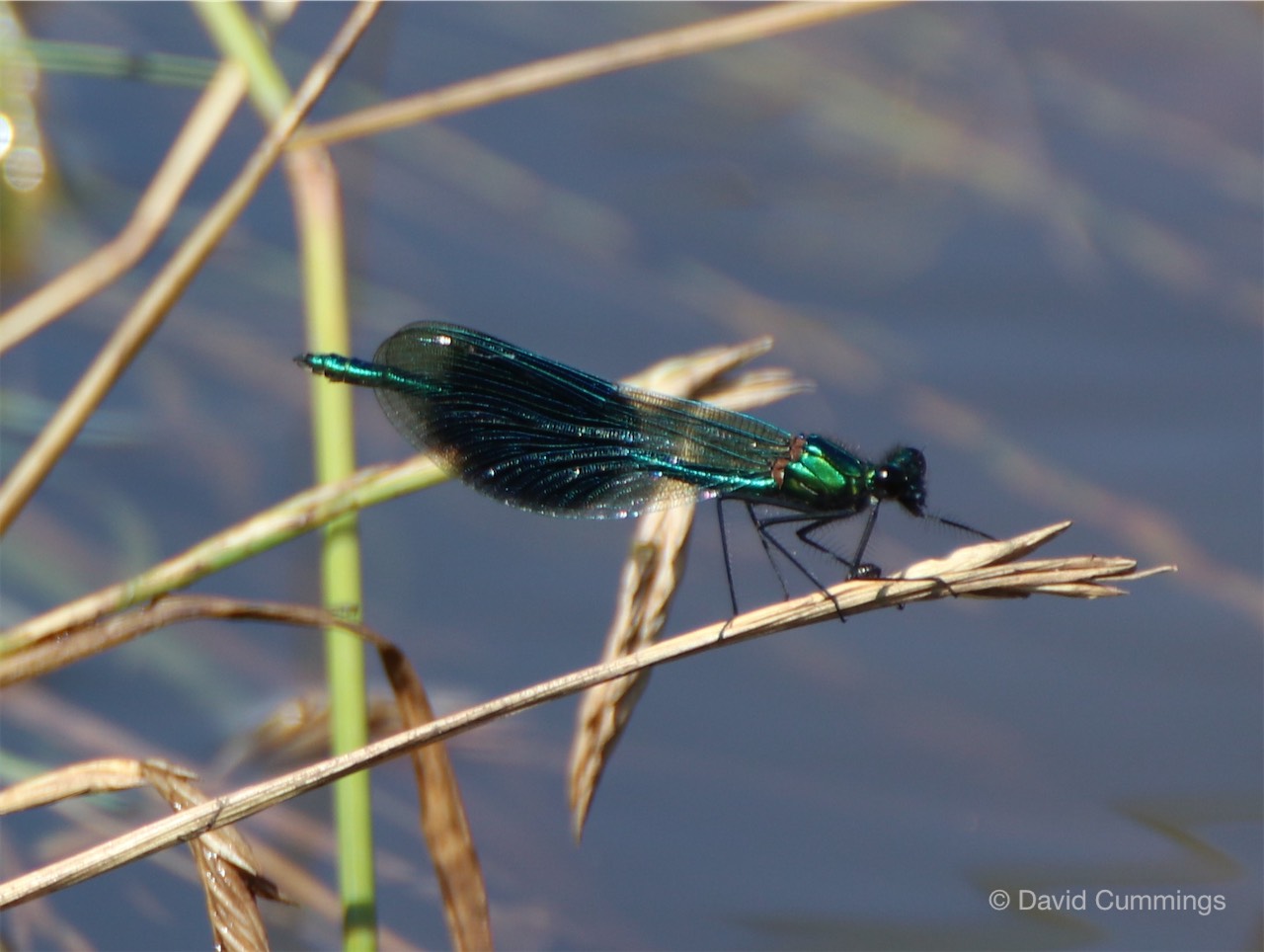  Banded Agrion female 