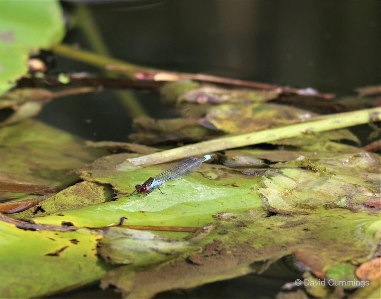  Red Eyed Blue Damselfly 