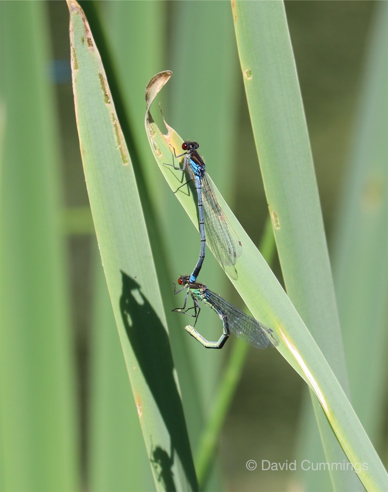  Redeyed Blue Damselflies mating 
