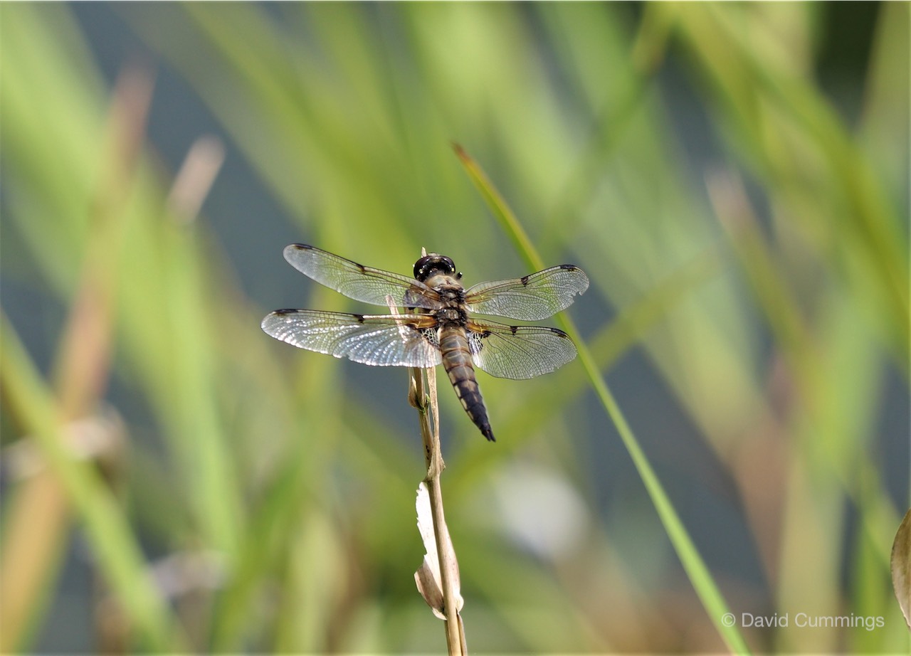  Male Hawker 