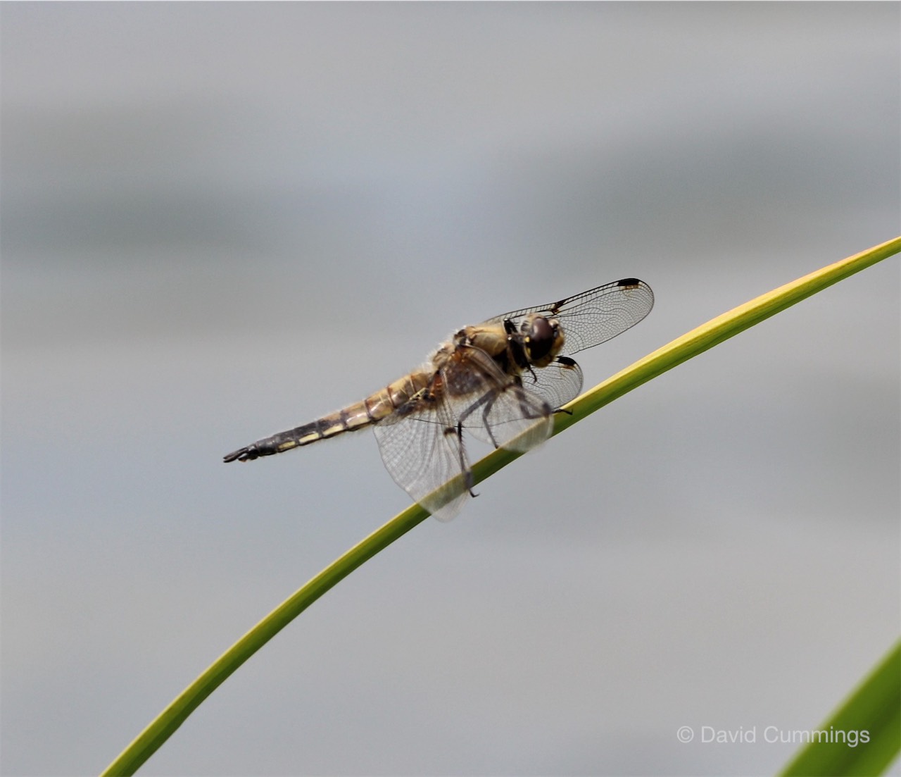 Black Tailed Skimmer 
