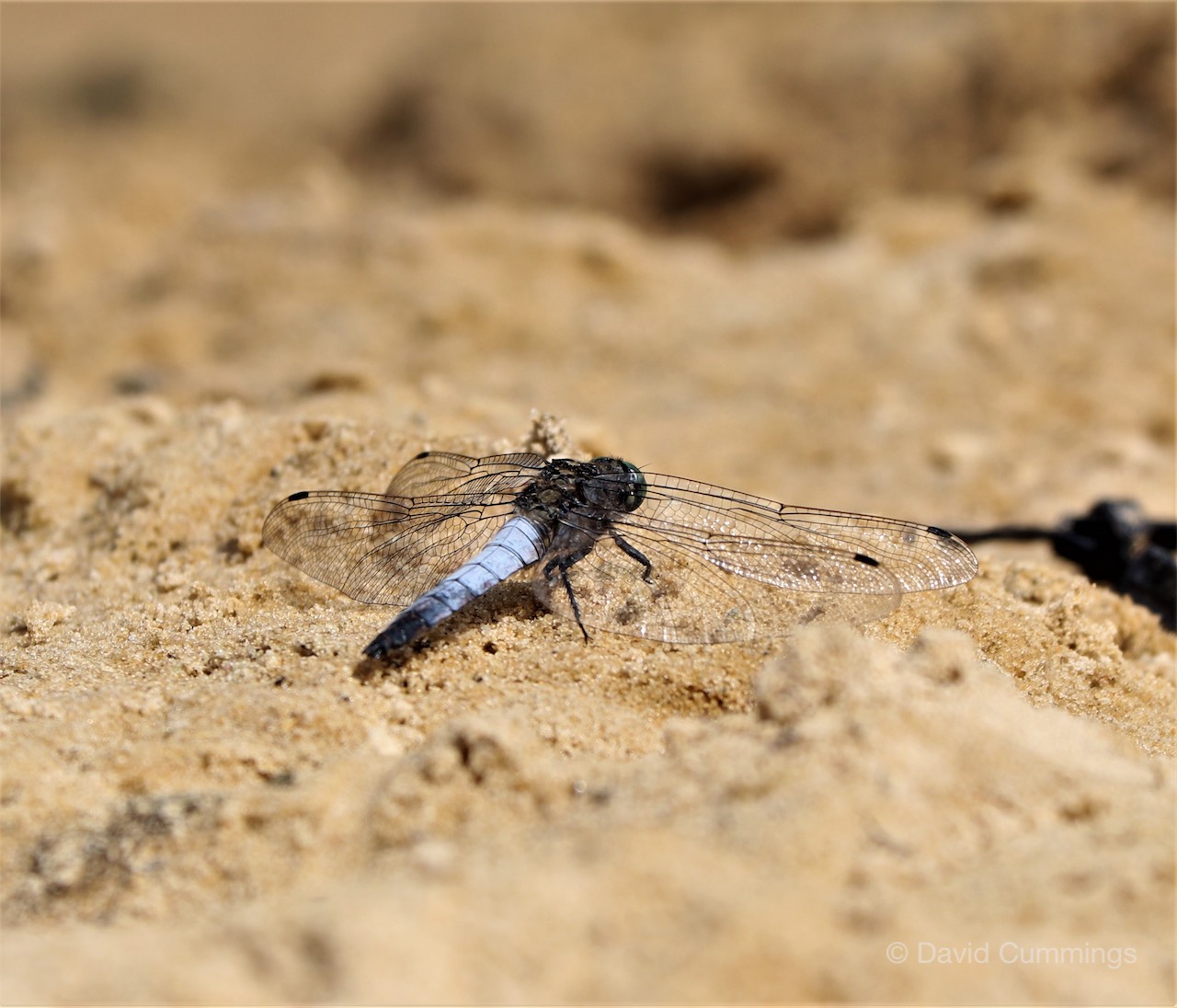 Black Tailed Skimmer 