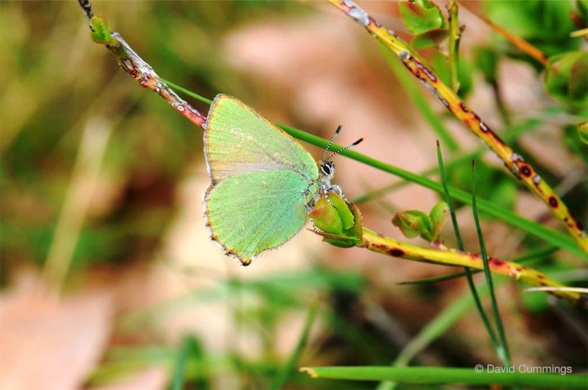  Green Hairstreak Butterfly 