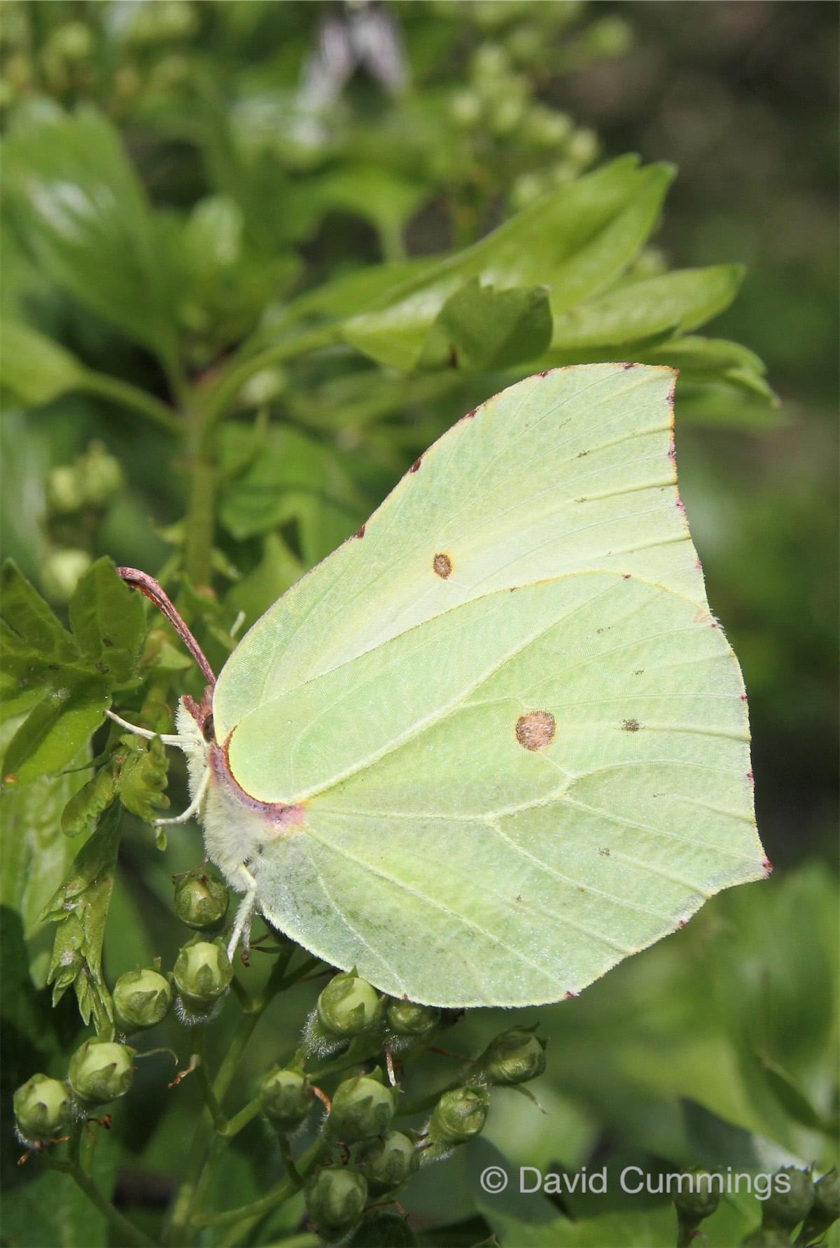  Brimstone - female 