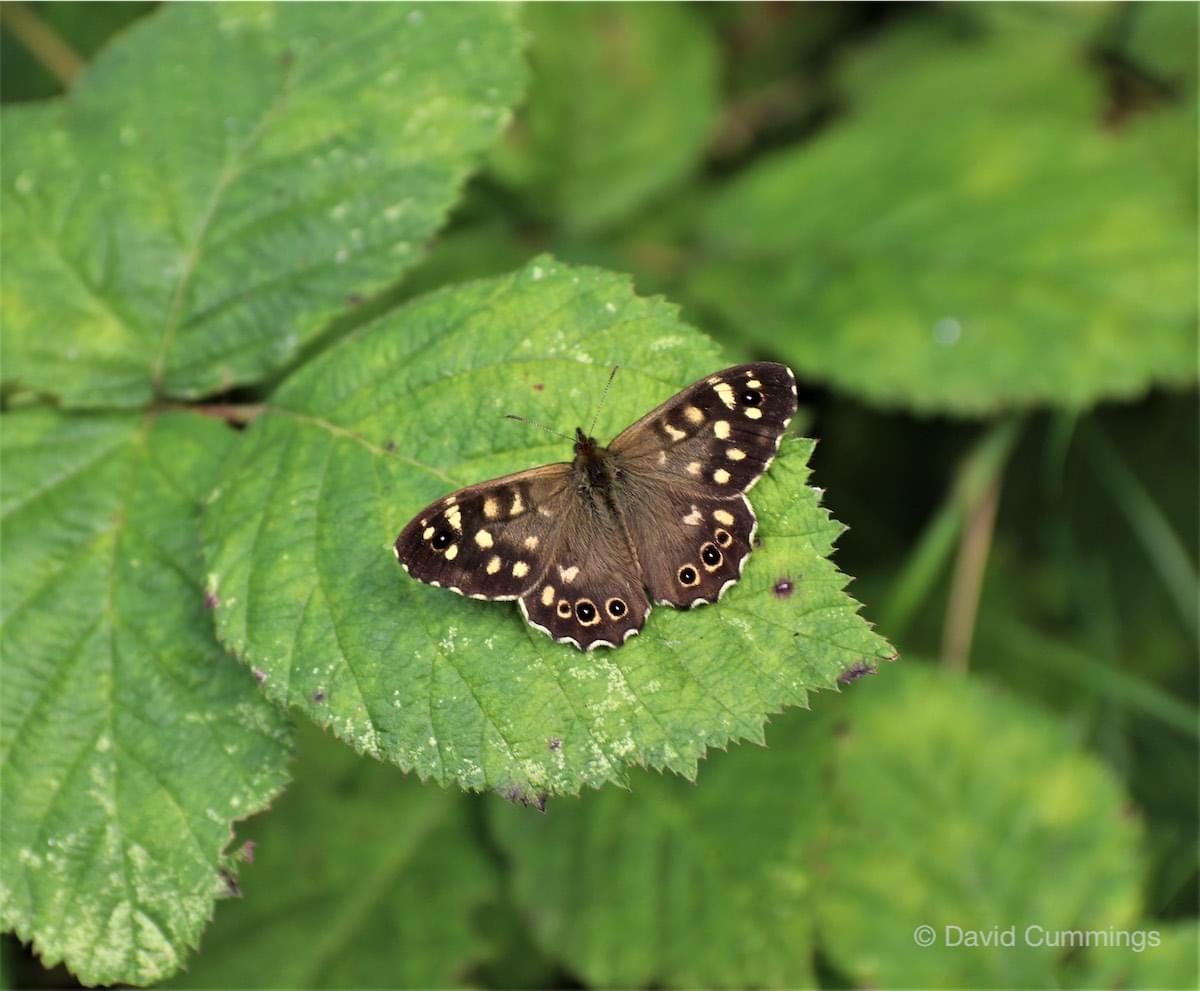  Speckled Wood Butterfly 