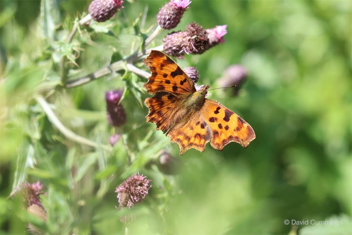  Comma Butterfly 