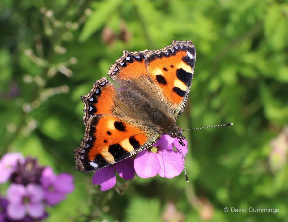  Small Tortoishell Butterfly 