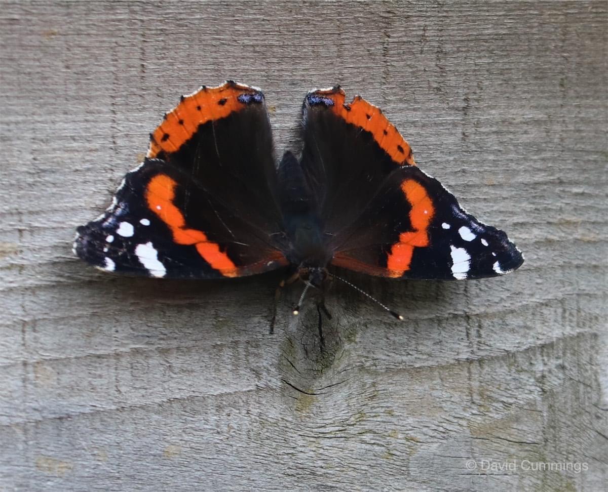  Red Admiral resting 