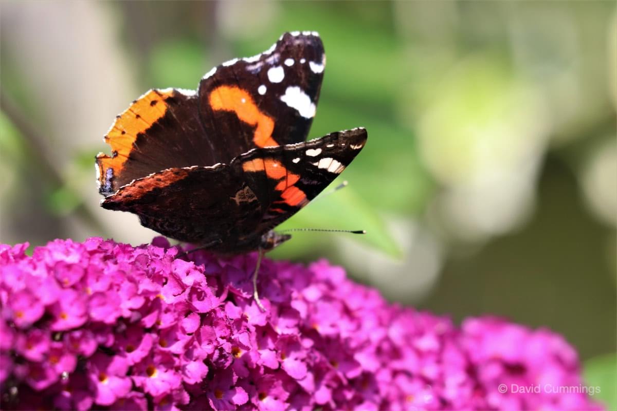  Red Admiral Butterfly 