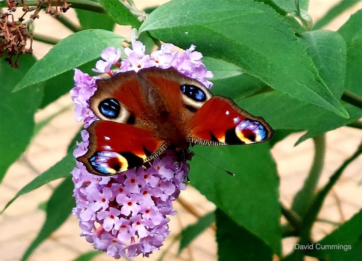  Peacock Butterfly 