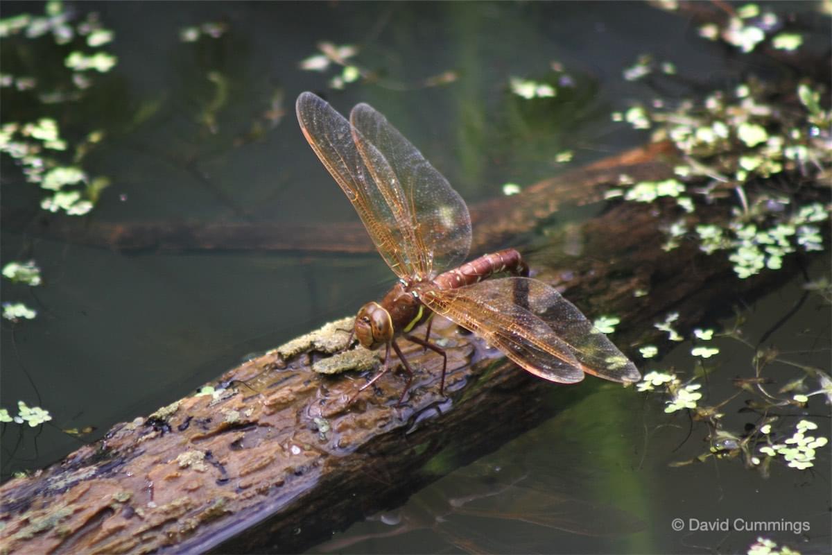  Brown Hawker Laying 
