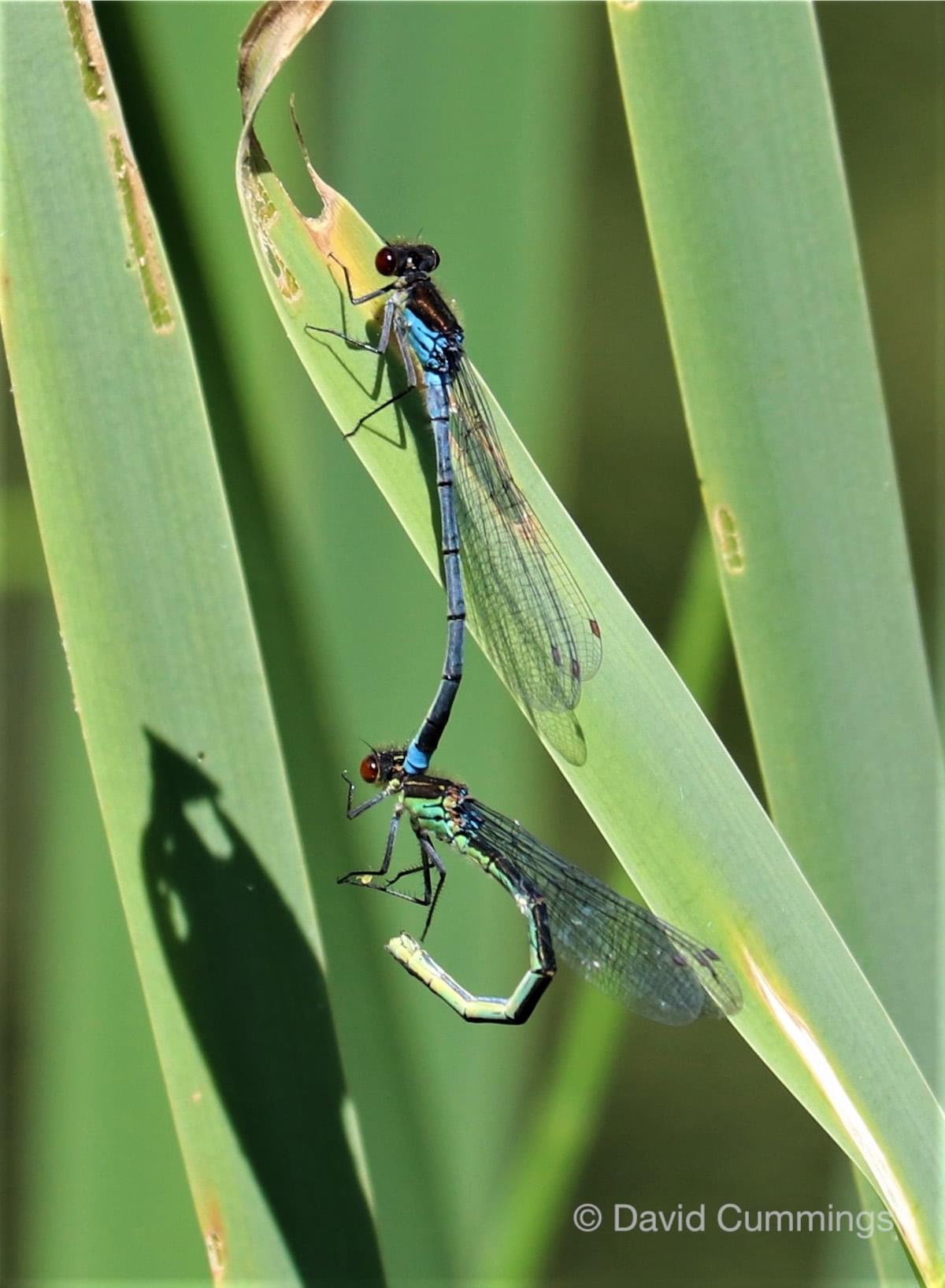  Rec Eyed Blue Damselflies 