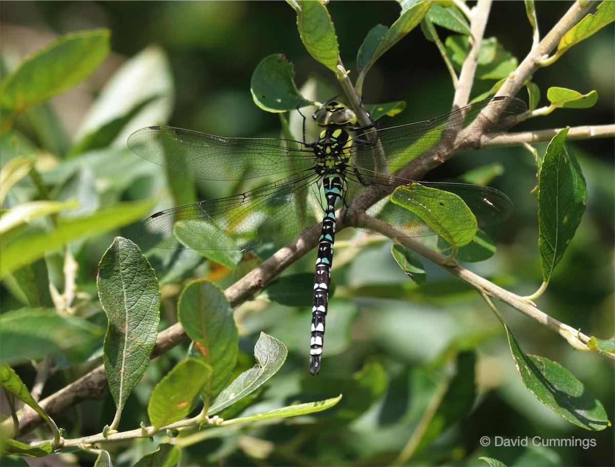  Southern Hawker 