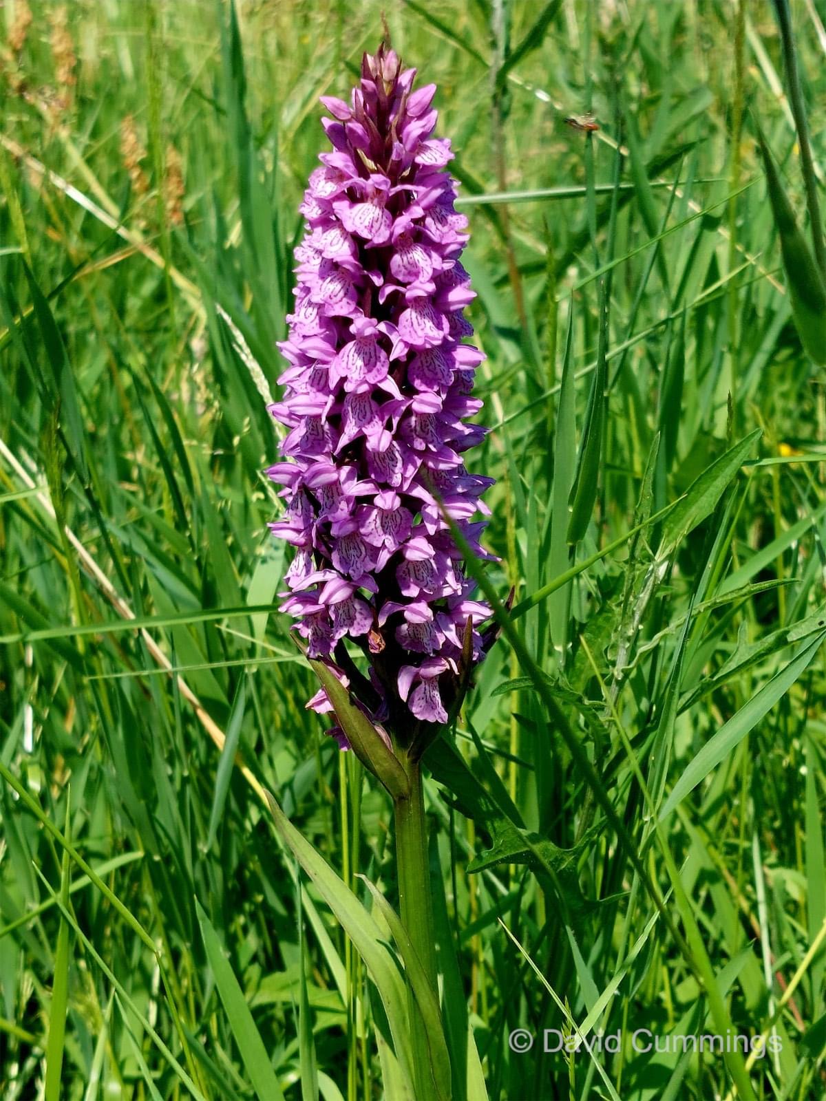  Common Spotted Orchid 