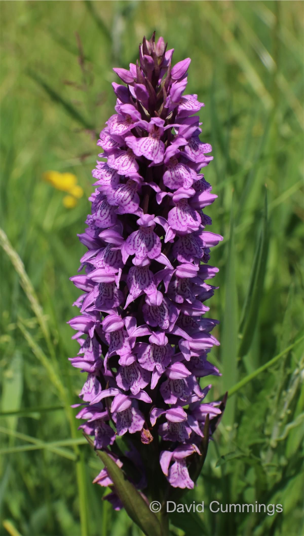  Common Spotted Orchid at Legion Meadow 