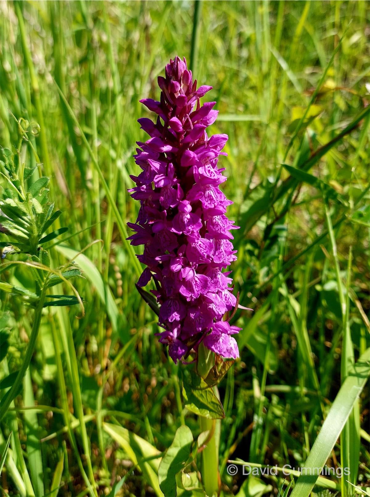  Northern Marsh Orchid 
