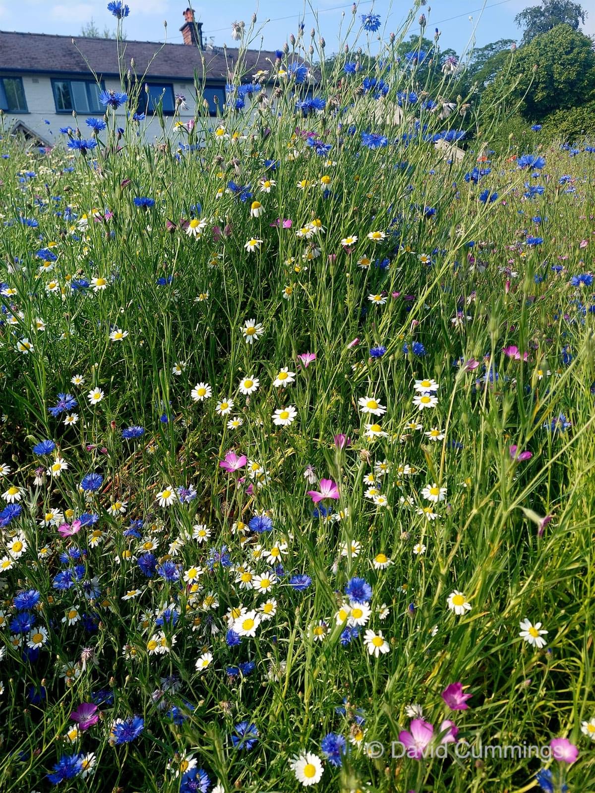  Wild Flowers on Woodfield verge 