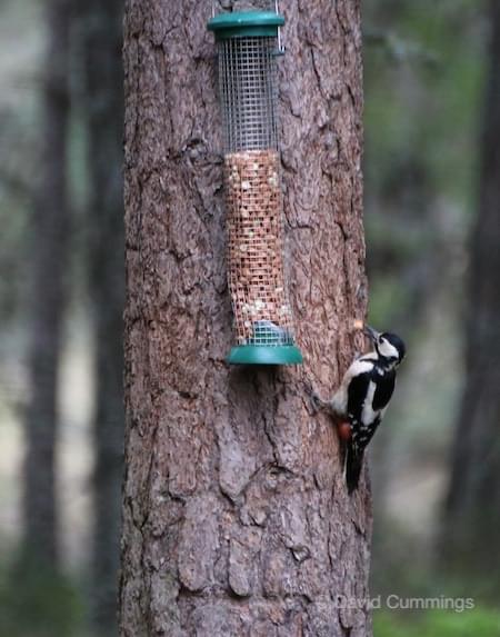 Greater Spotted Woodpecker