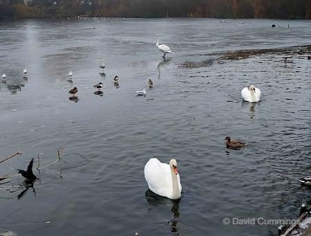 Swans on Christleton Pit - Ice December