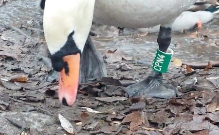 CPN4 Swan ringed at Winsford