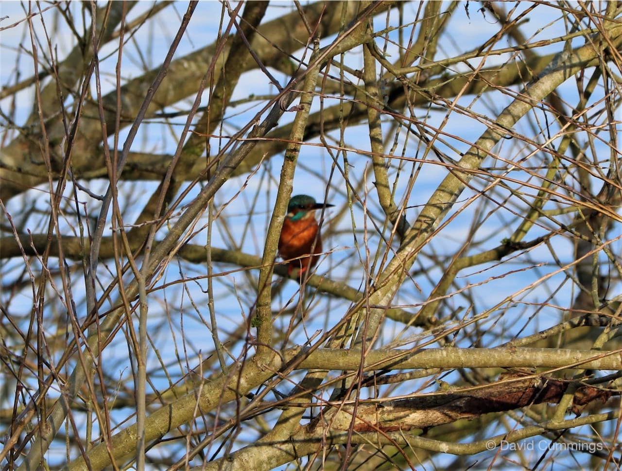 Kingfisher