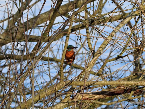  Kingfisher 