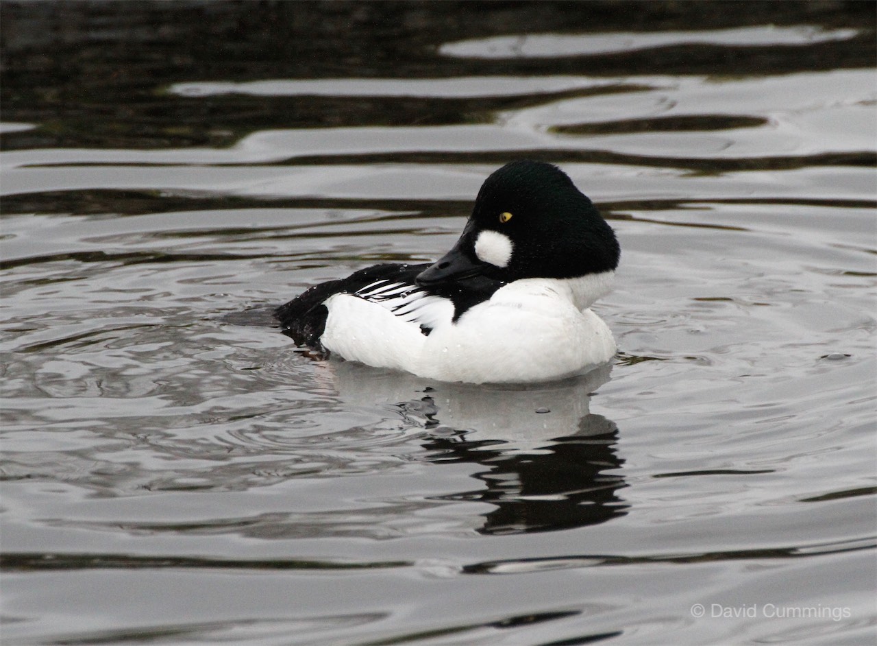 Goldeneye