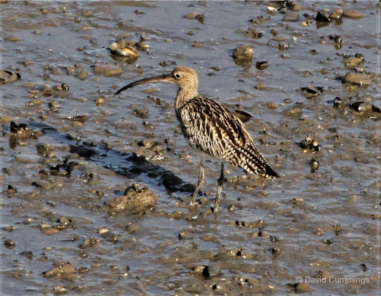 Curlew
