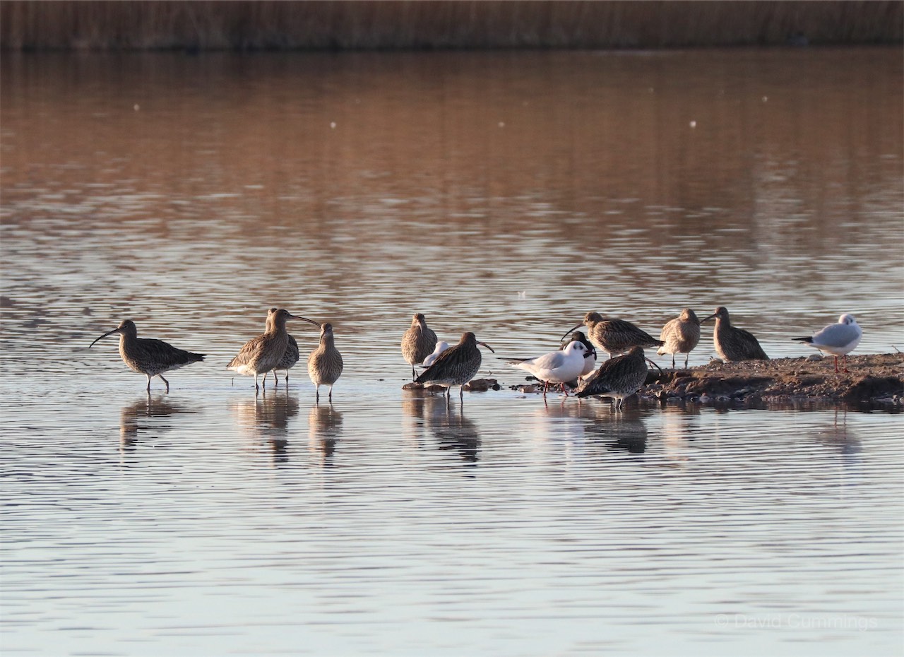Curlew group