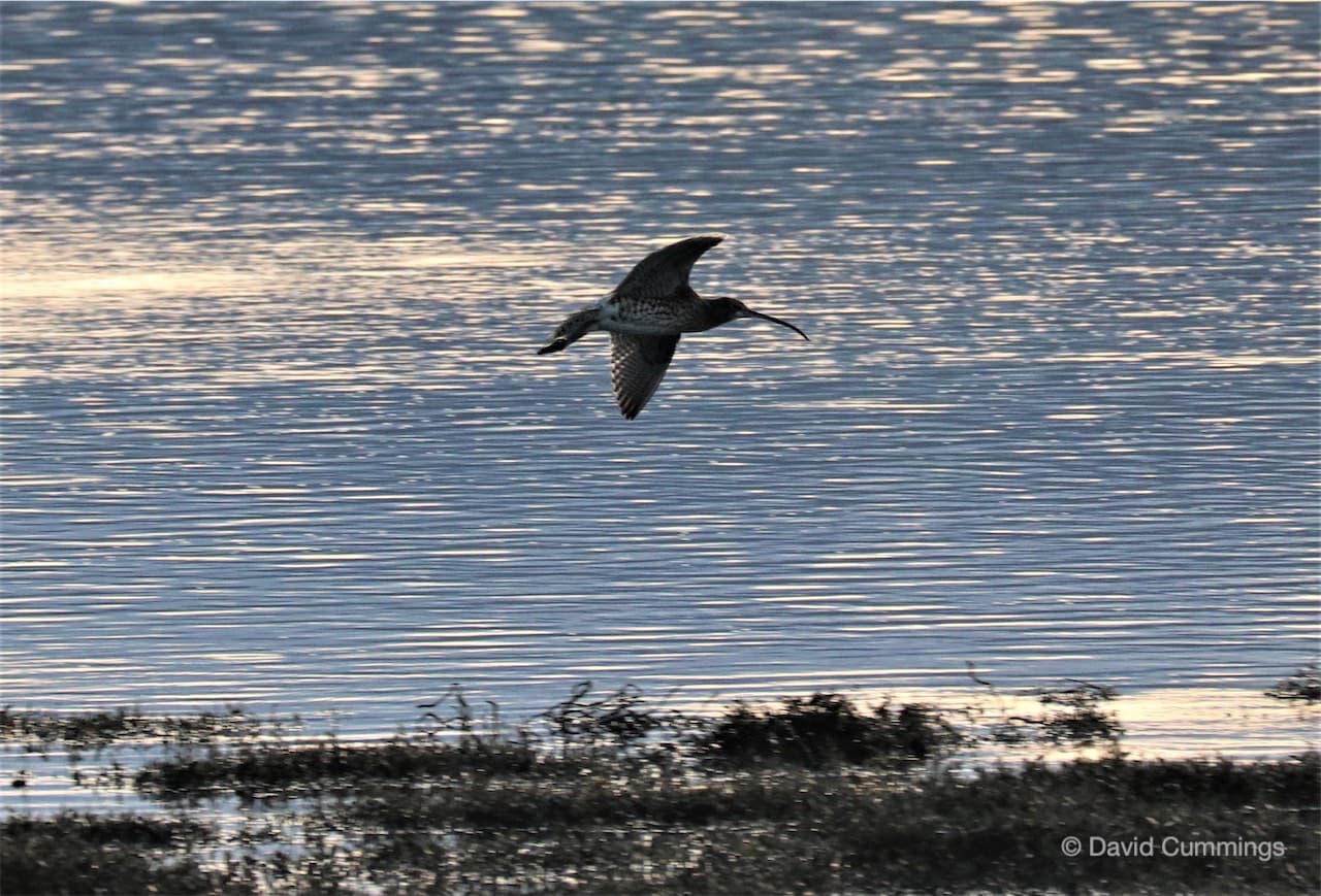 Curlew in flight