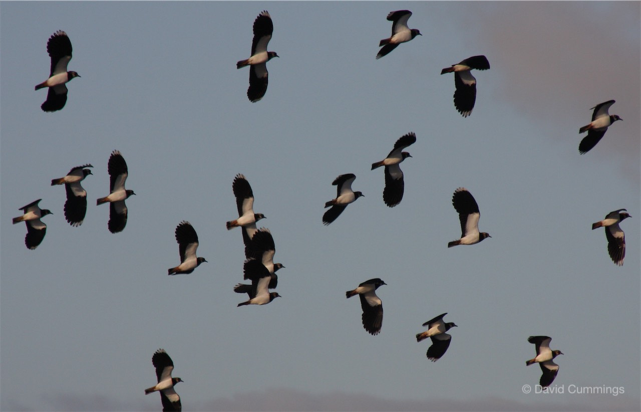 Lapwings at Cotton Edmunds