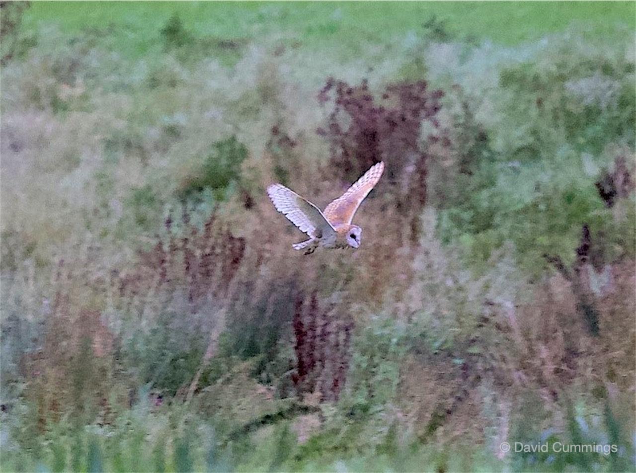 Barnowl