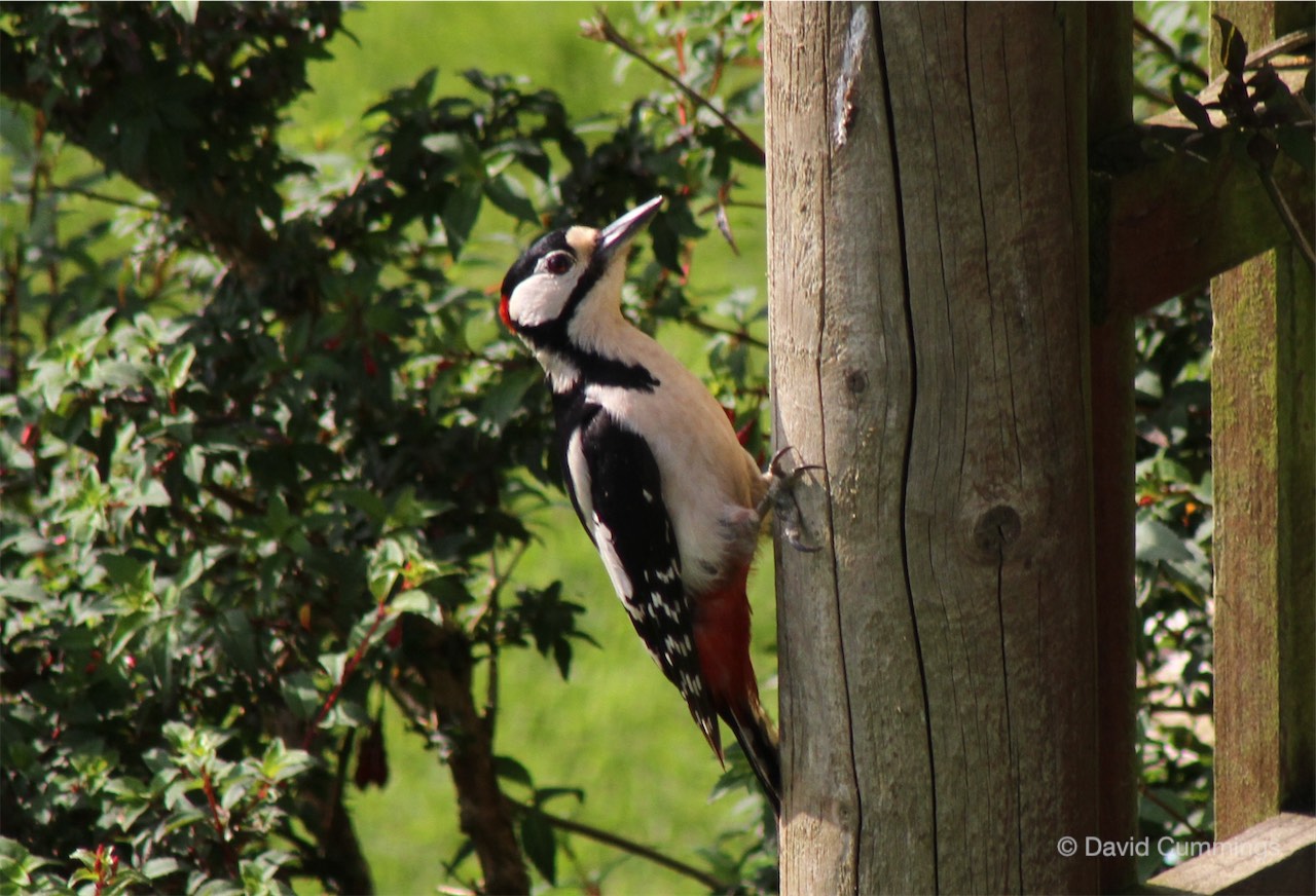 Great Spotted Woodpecker