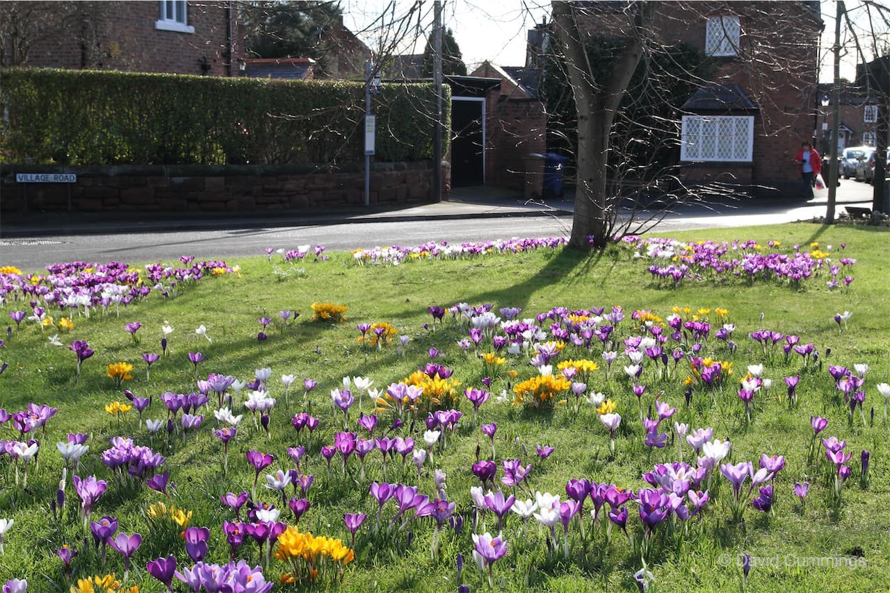Crocus on Christleton Village Green
