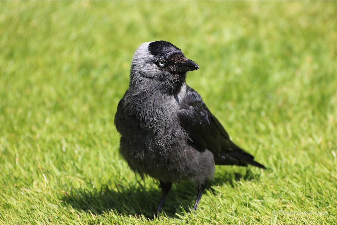 Jackdaw