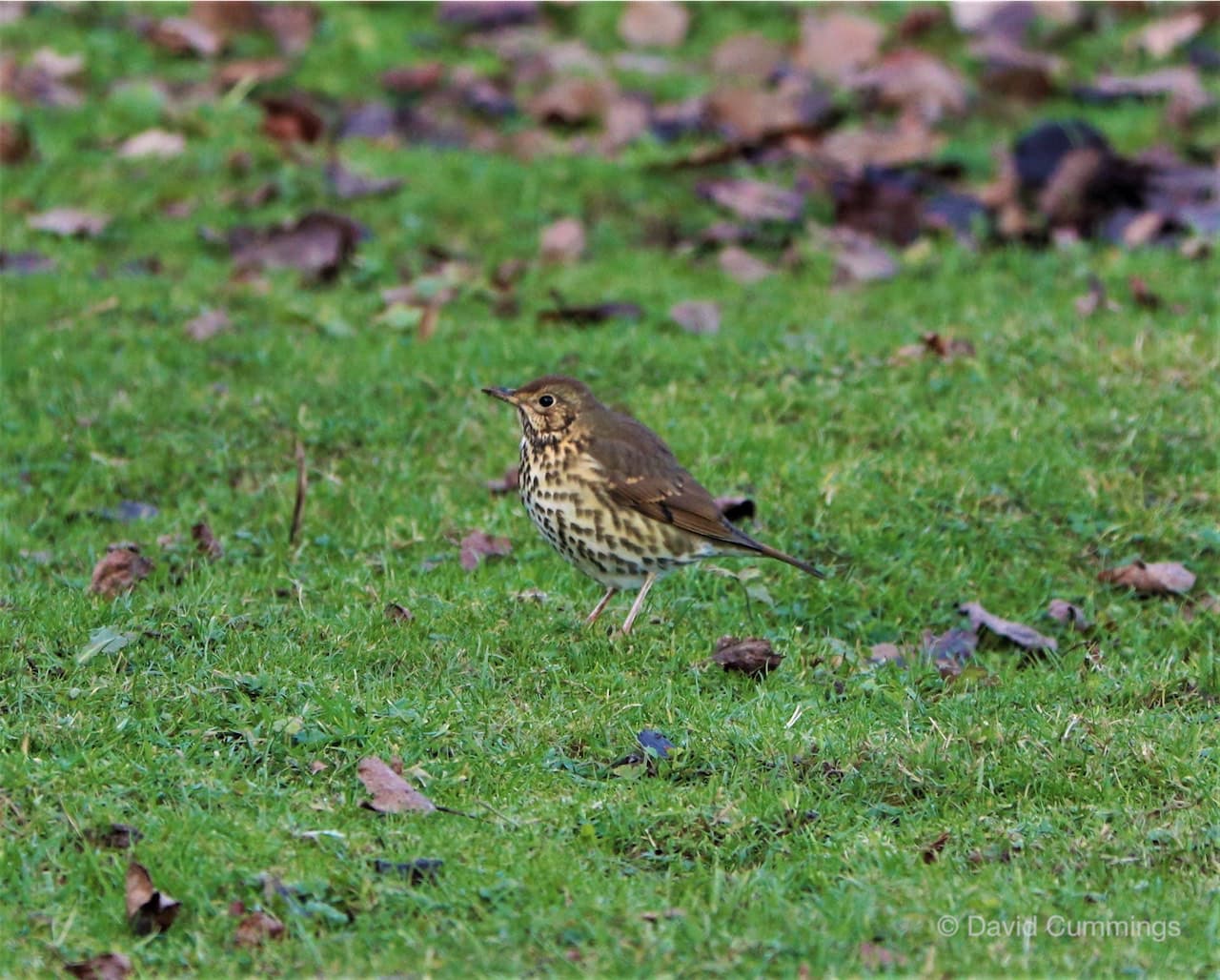 Sonf Thrush