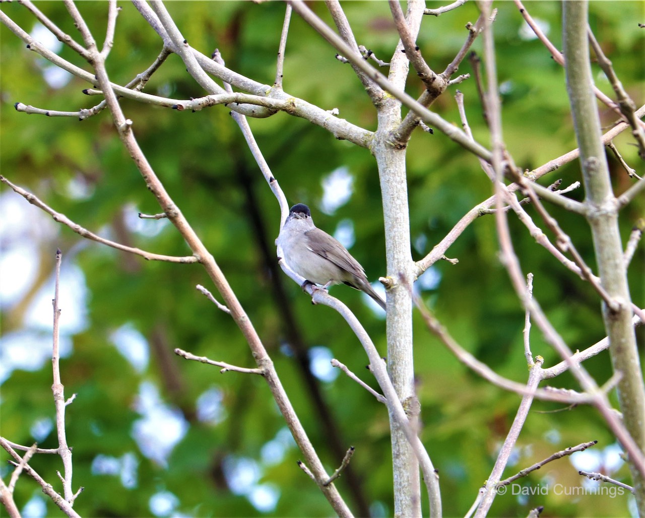 Black Cap - Male