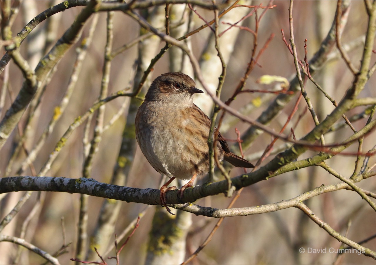 Dunnock or Hedge Sparrow