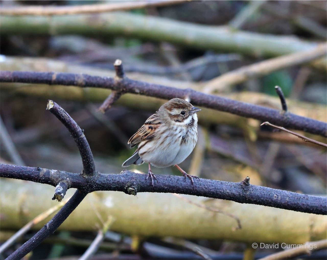 Reed Bunting