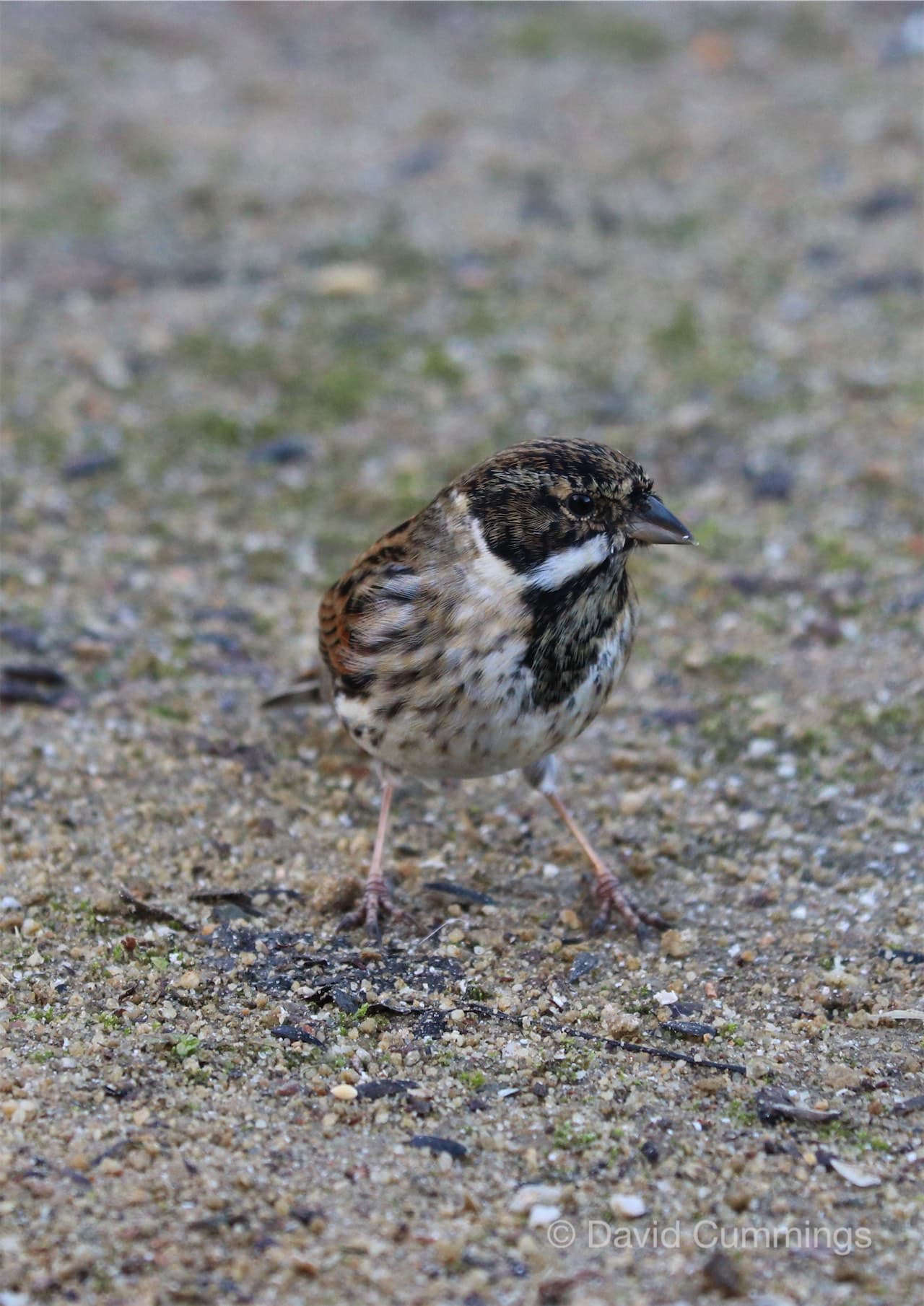 Reed Bunting