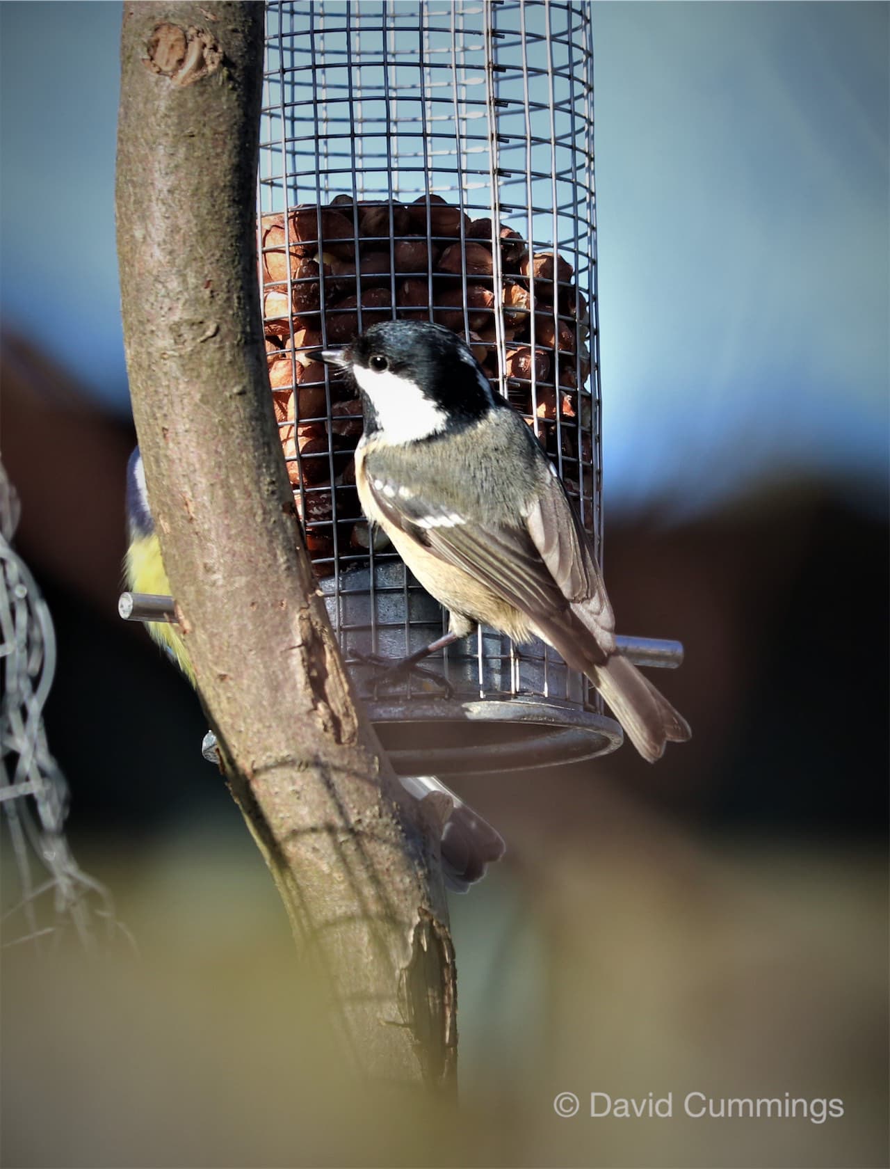 Coal Tit