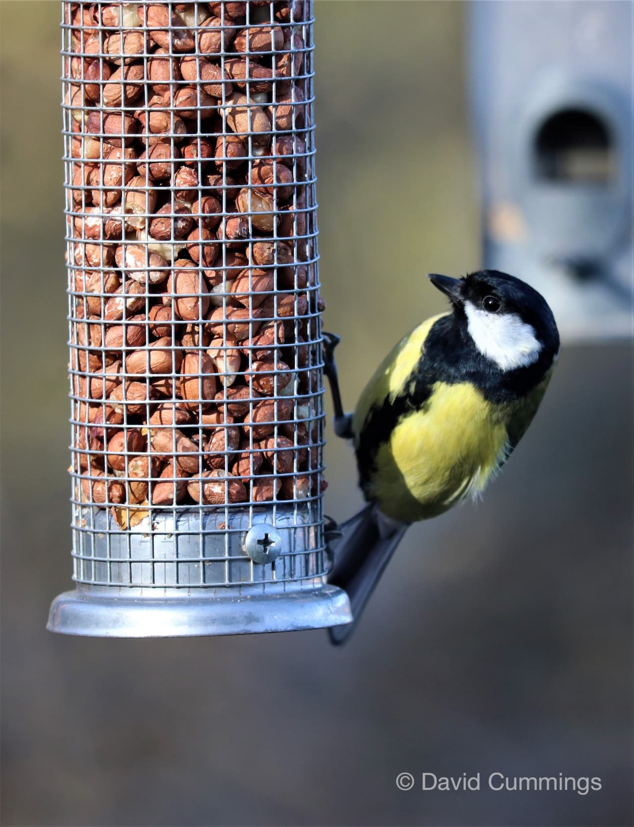 Great Tit