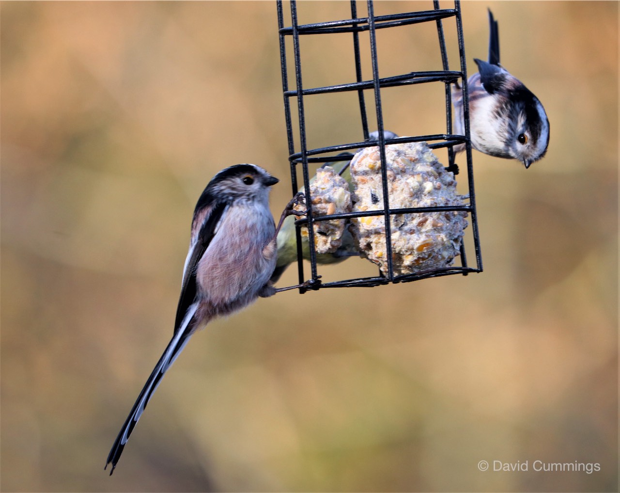 Long Tailed Tits