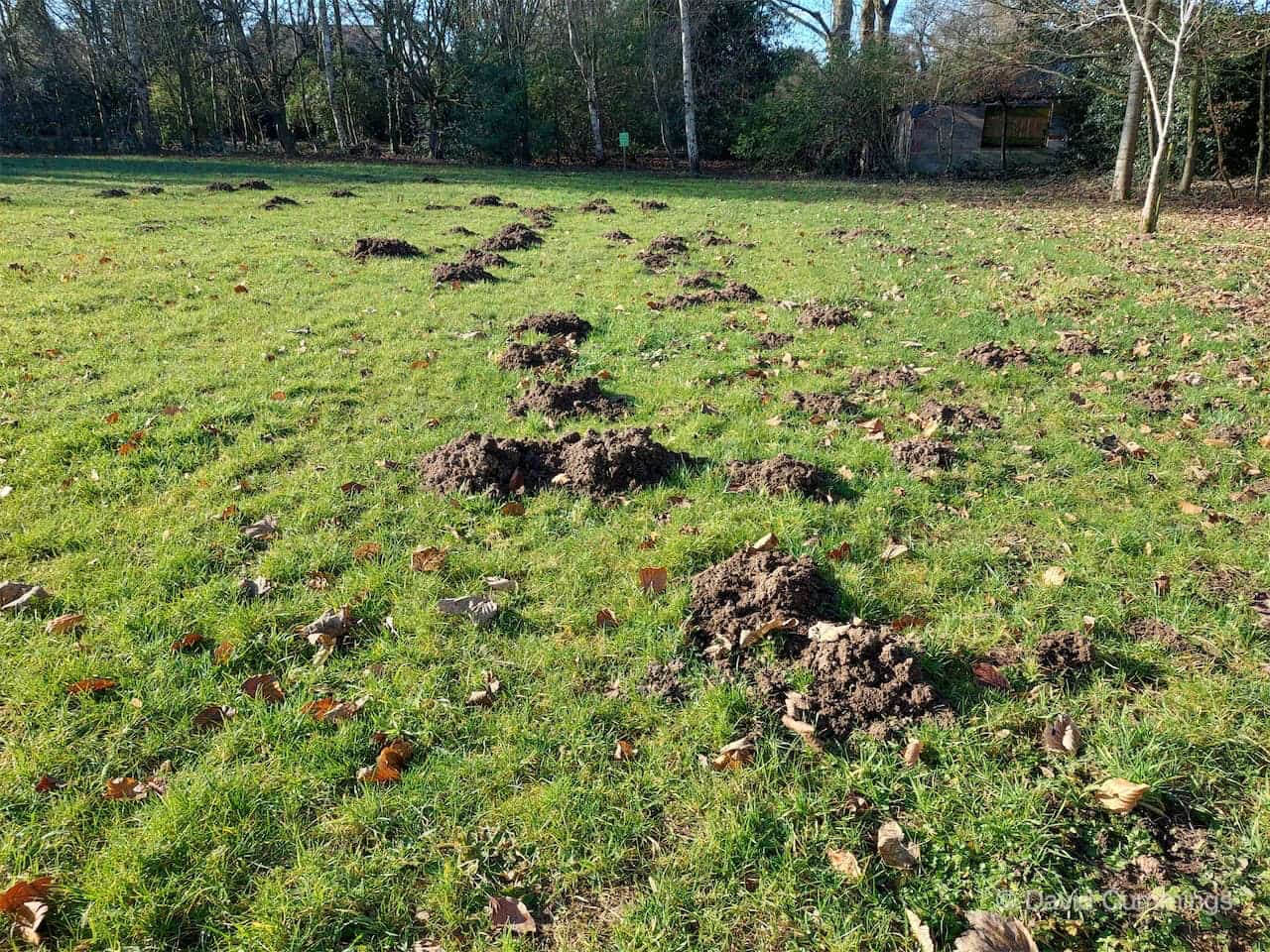 Active Meadow Moles