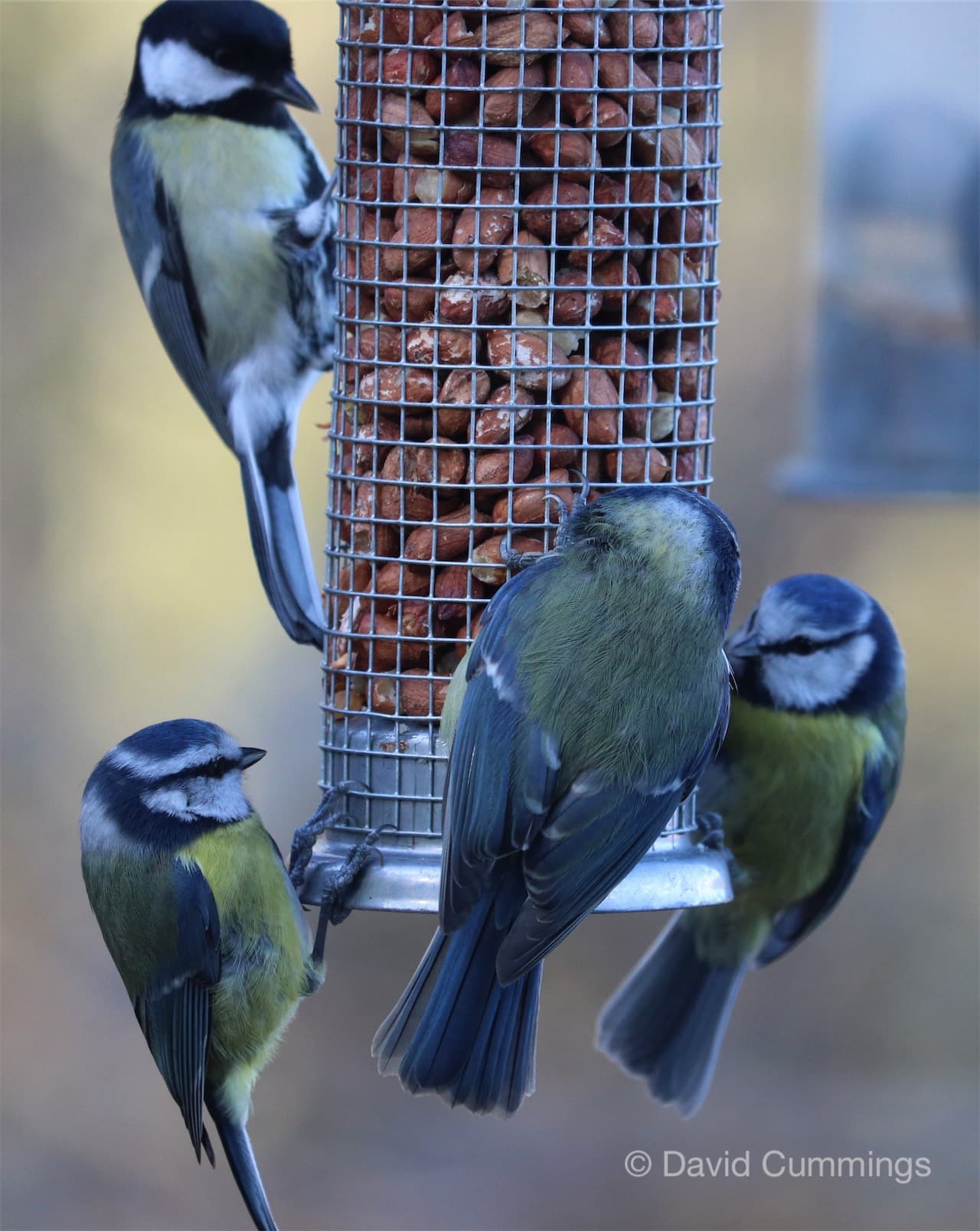 Blue Tits