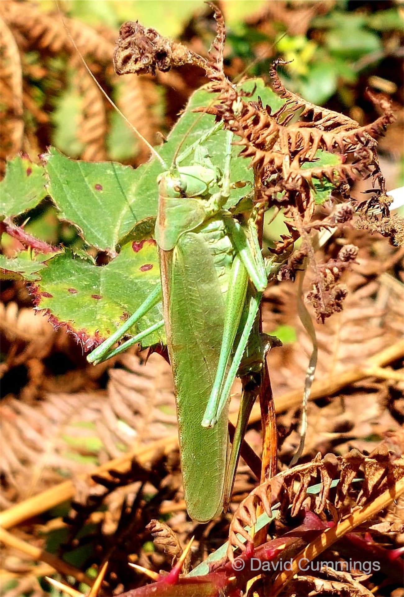  Great Green Grasshopper 