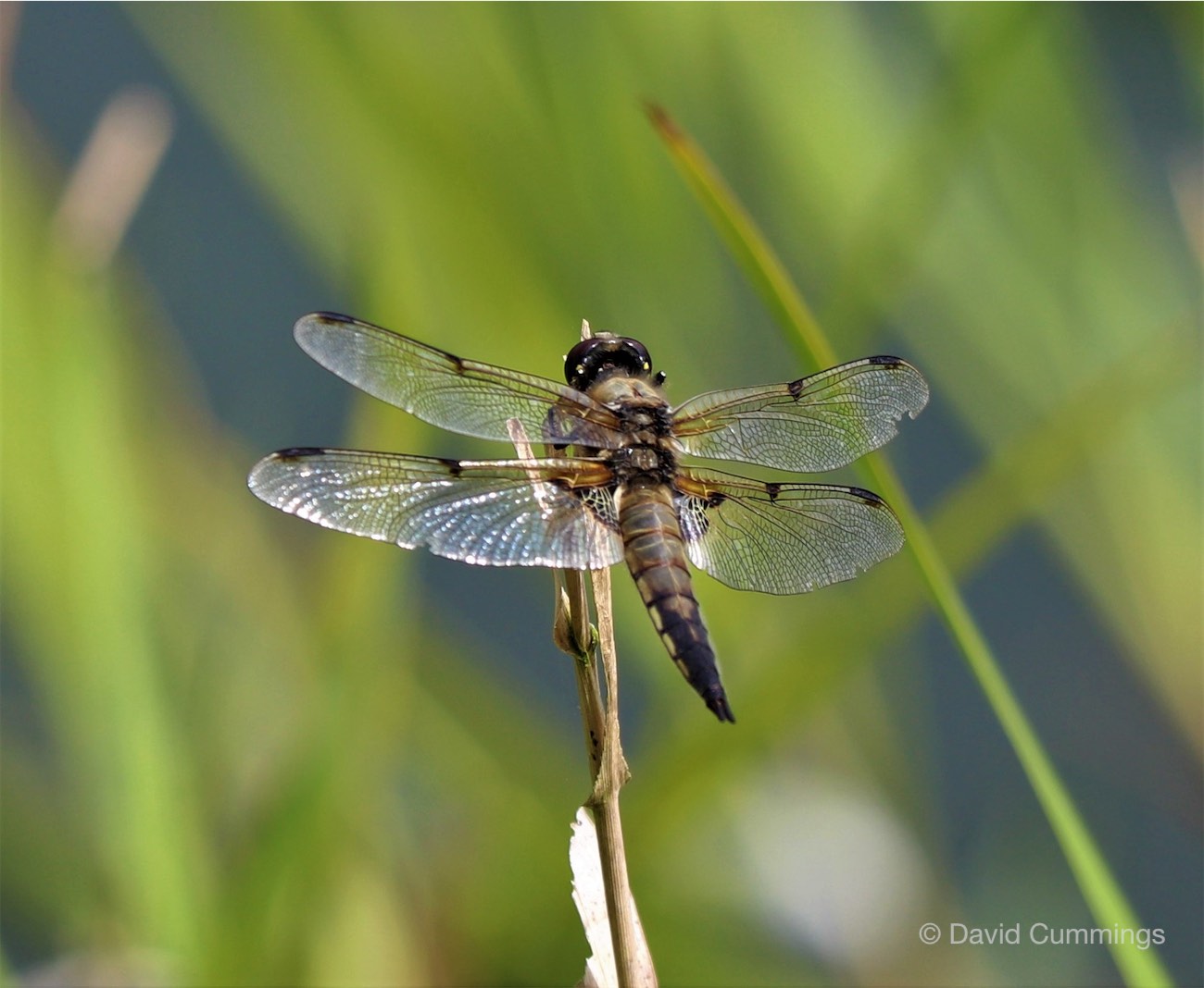  Four Spotted Chaser 