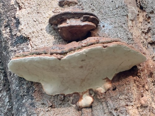  Bracket Fungi 
